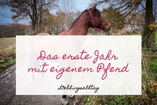 Das erste Jahr mit eigenem Pferd