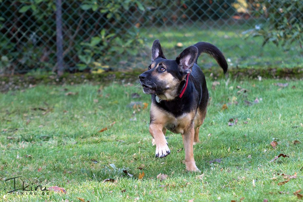 Nala im Garten – Dezember 2013
