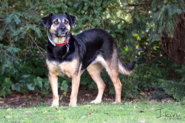 Nala im Garten – Dezember 2013