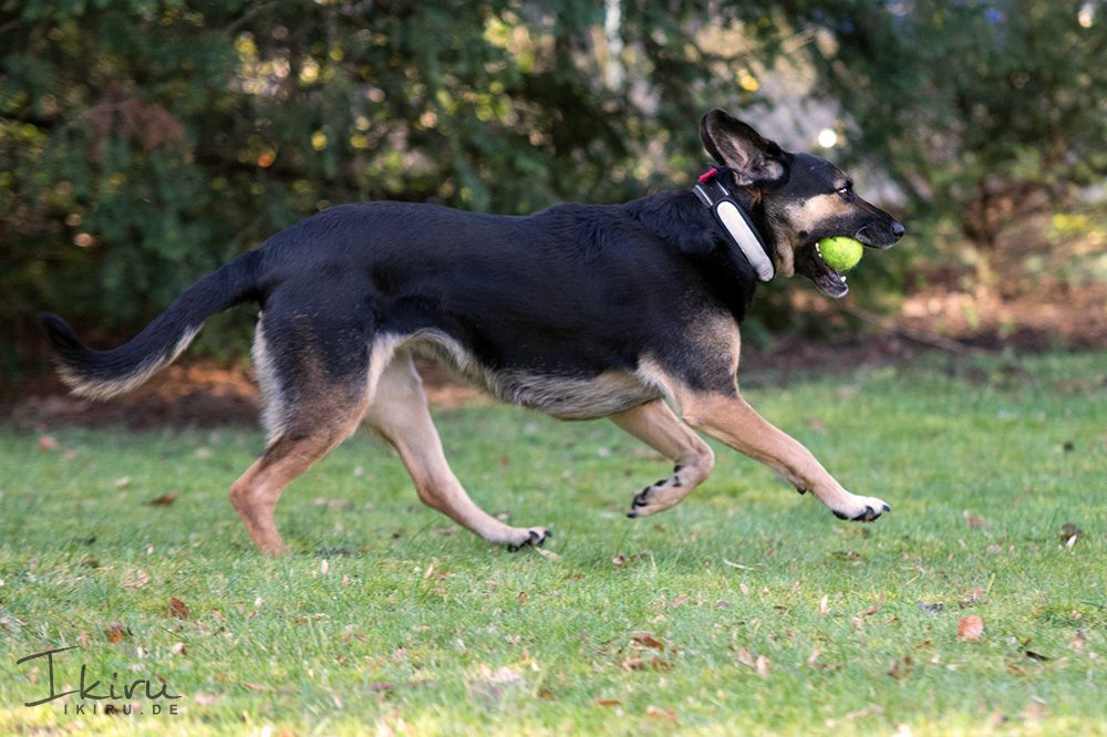 Nala im Garten – Dezember 2013