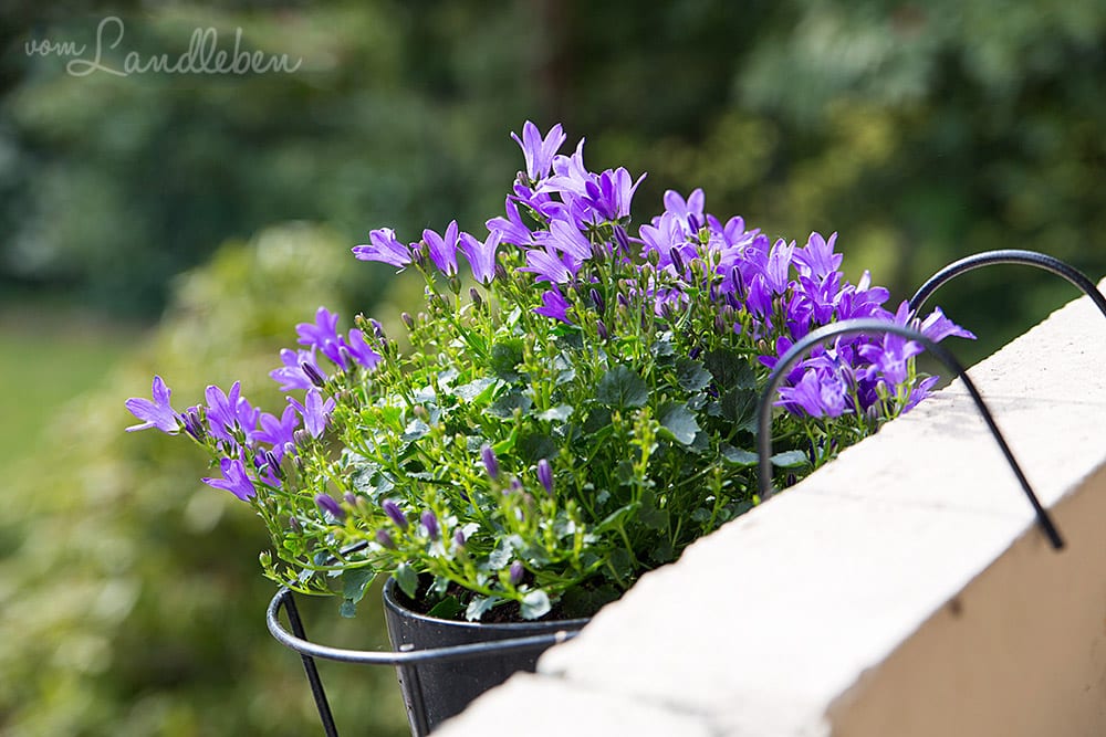 Campanula