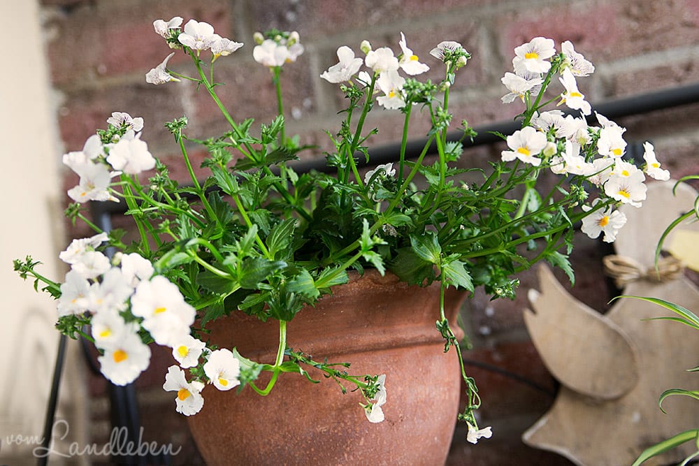 Elfenspiegel / Nemesia