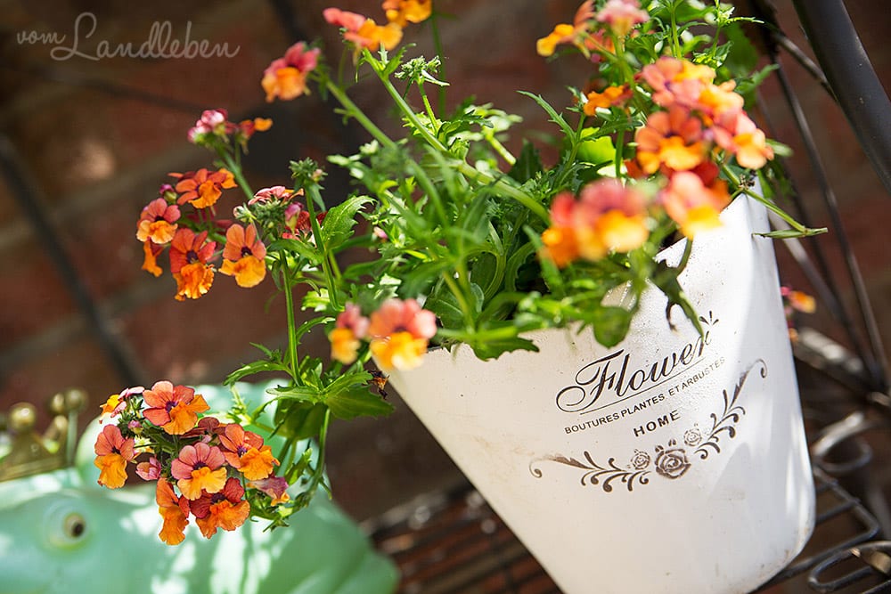 Elfenspiegel / Nemesia