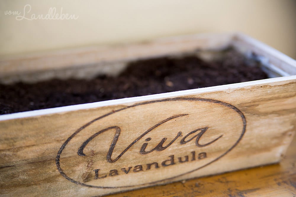 Eingesäte Kräutermischung