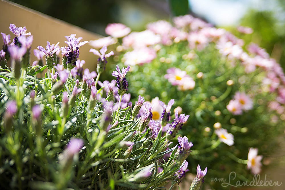 Lavendel und Margheriten