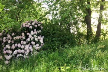 Unser Grundstück im Juni 2015