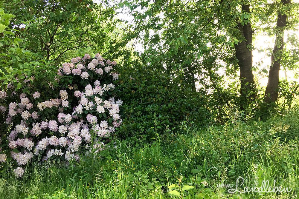 Unser Grundstück im Juni 2015