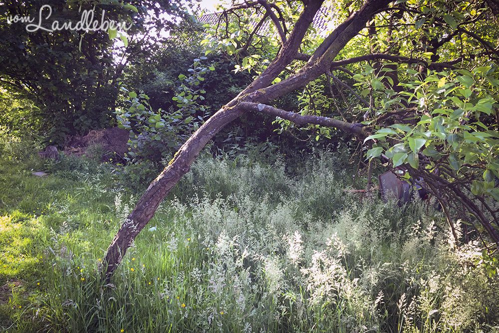 Obstbaum auf unserem Grundstück - Juni 2015