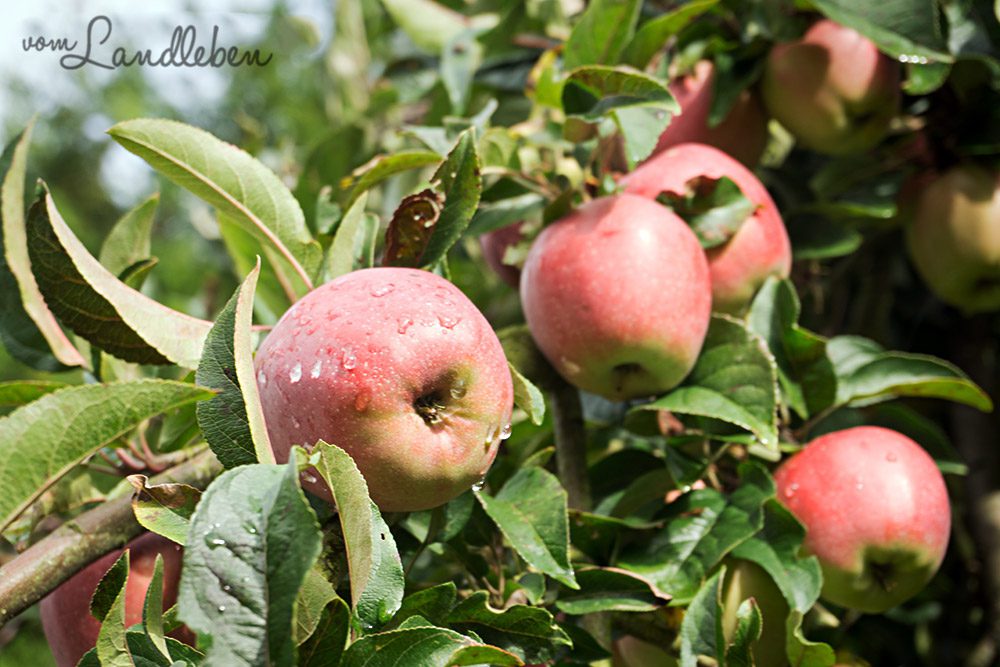 Apfelbaum auf unserem Grundstück - September 2015