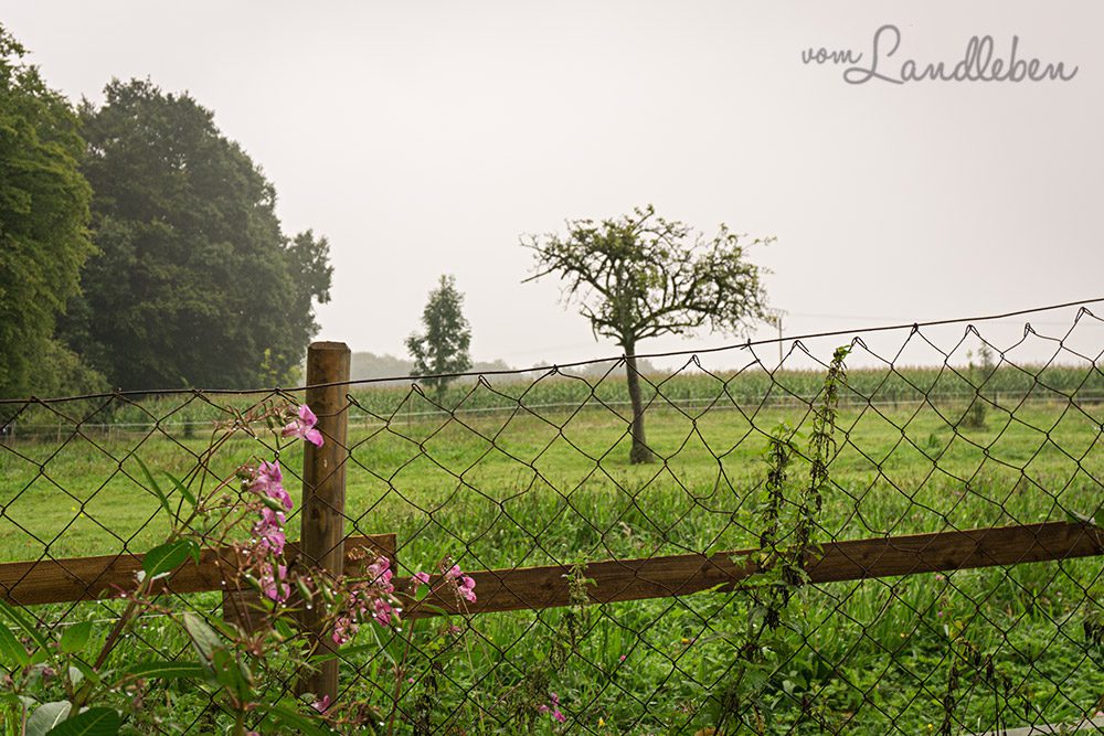 Unser Grundstück - September 2015