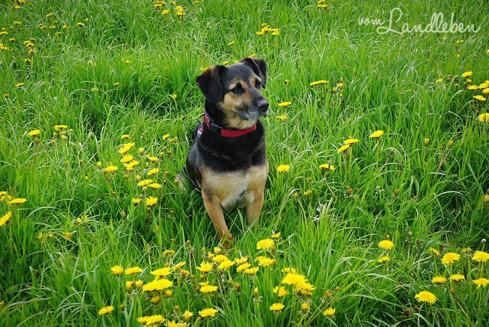 Der Bauherrenhund - Mai 2016