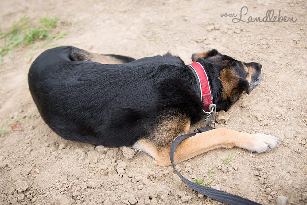 Kellerbau mit glatthaar - Projekt Hausbau