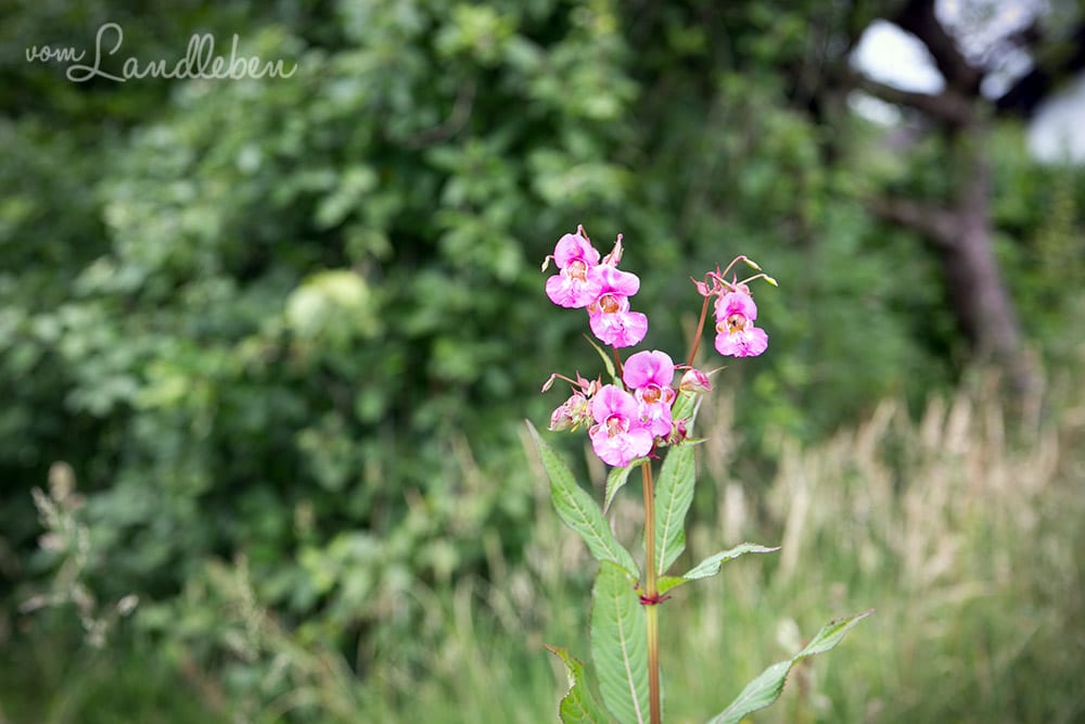 Drüsiges Springkraut, der Terminator unter den Unkräutern