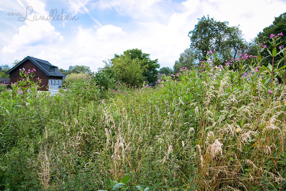 Unser Grundstück - Juli 2016