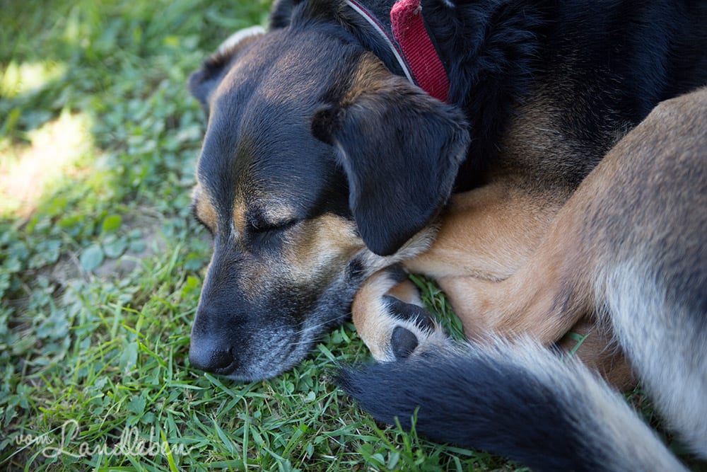 Tag 2 beim Hausbau mit Danhaus