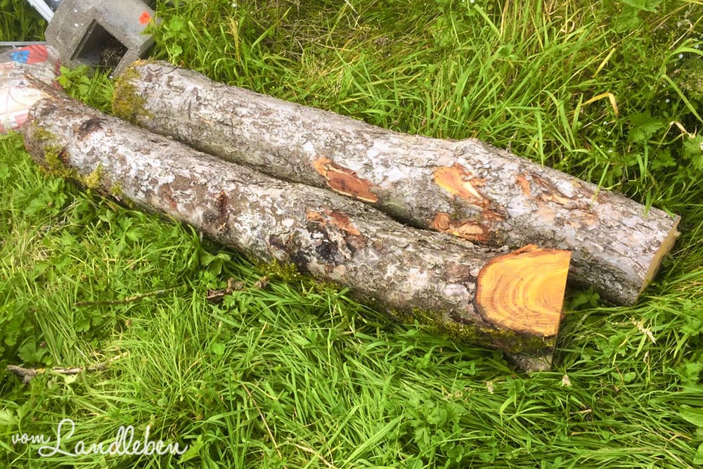 Diese beiden alten Baumstämme werden in die Gartengestaltung mit einbezogen