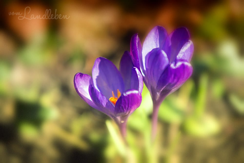 Krokusse, Kroki, Kroketten, wie auch immer... ;-)