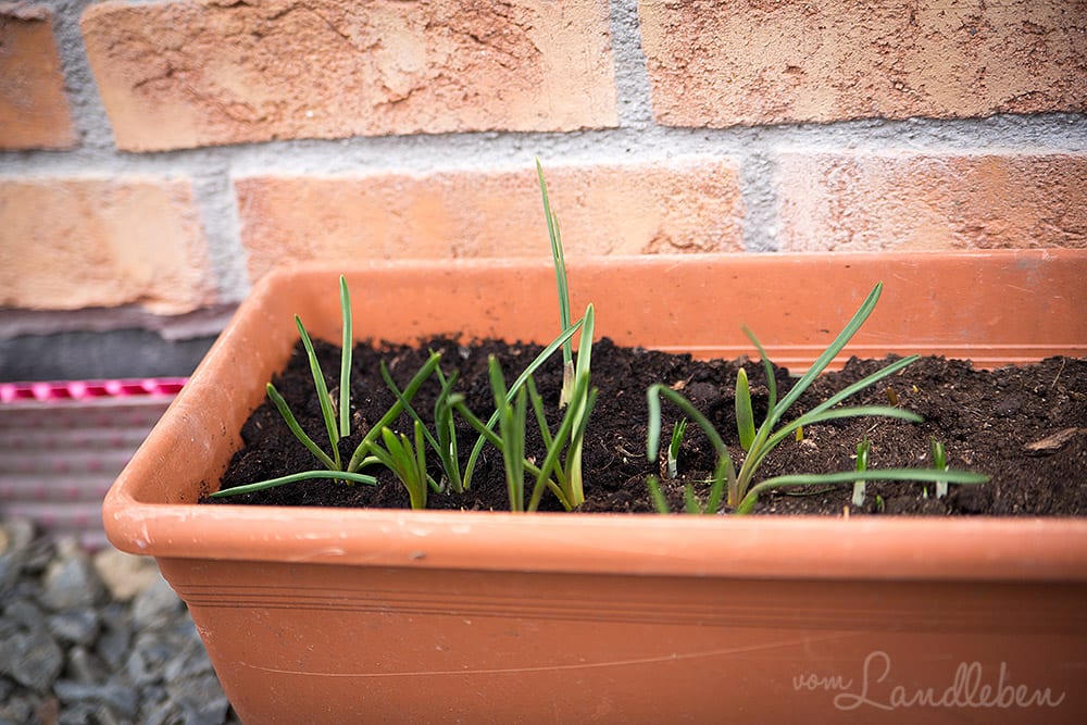 Unser Garten im Februar 2017 - Sternhyazinthen