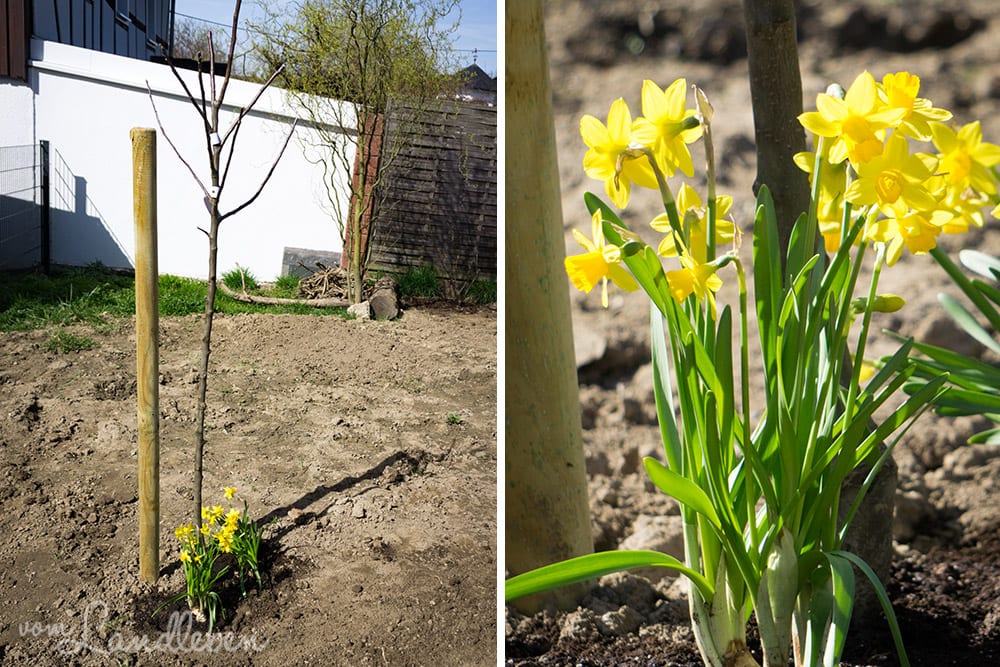 Gartenguckloch - Apfelbaum und Osterglocken