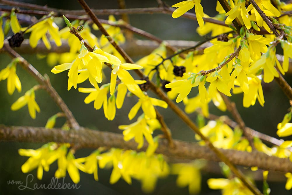 Forsythien - unser Garten im März 2017