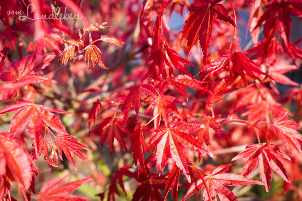 Japanischer Ahorn - unser Garten im März 2017