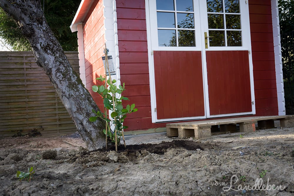 Kletterrose am alten Apfelbaum - unser Garten im März 2017