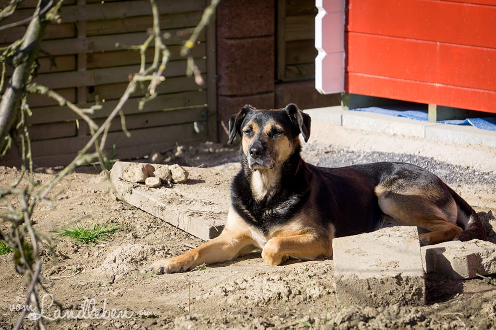 Gartenguckloch - unser Garten im März 2017