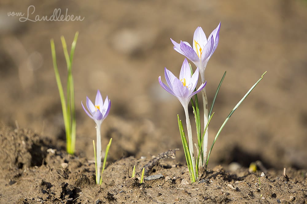 Krokusse bei uns im Garten