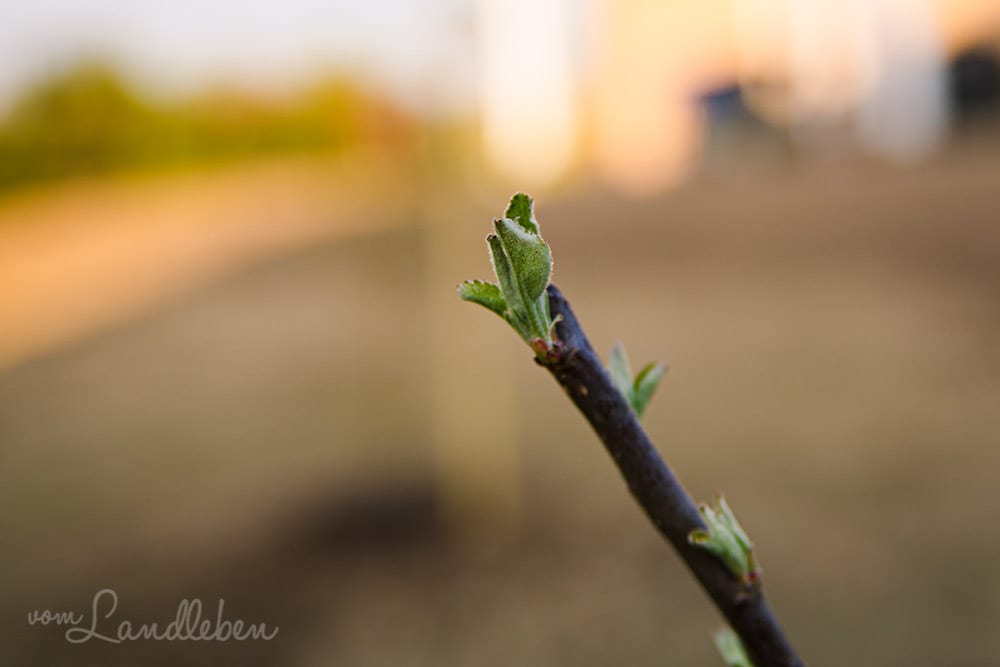 Die ersten Blätter am jungen Apfelbaum