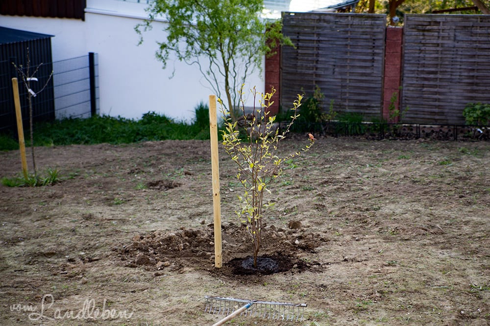 Unsere Magnolie im April 2017