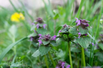 Purpurrote Taubnessel