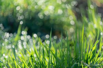 Rasen im Garten