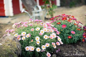 Strauchmargeriten