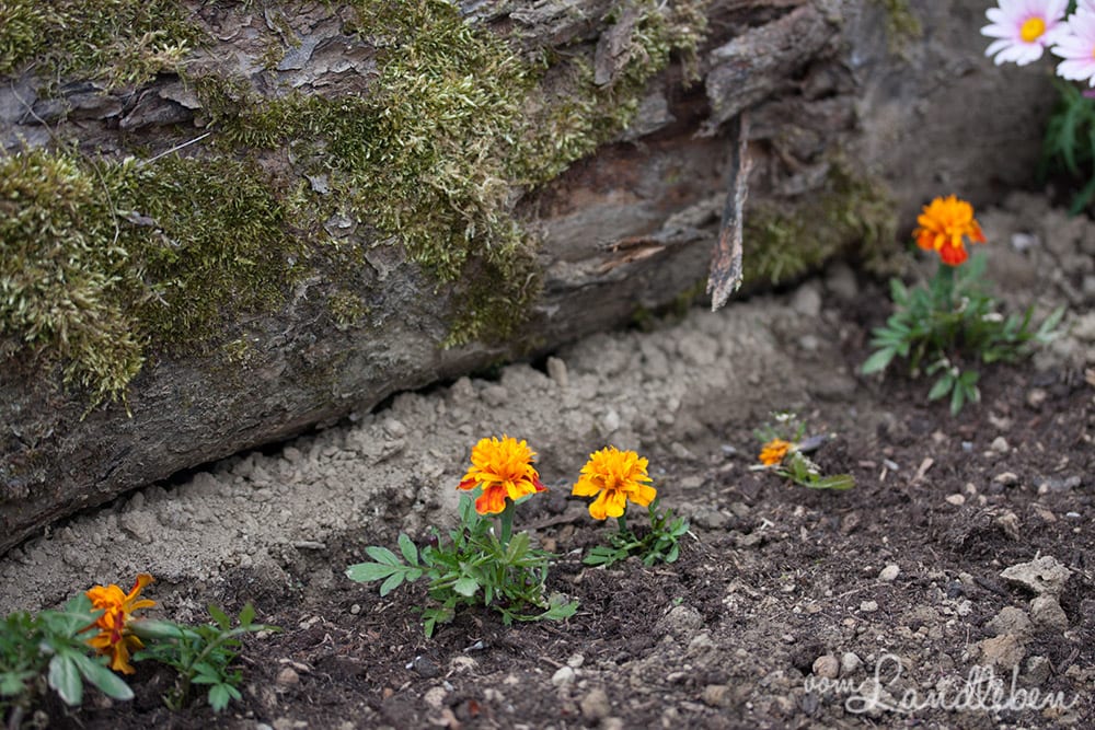 Tagetes