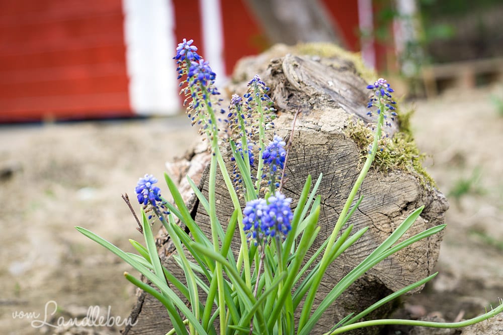 Traubenhyazinthe am alten Baumstamm