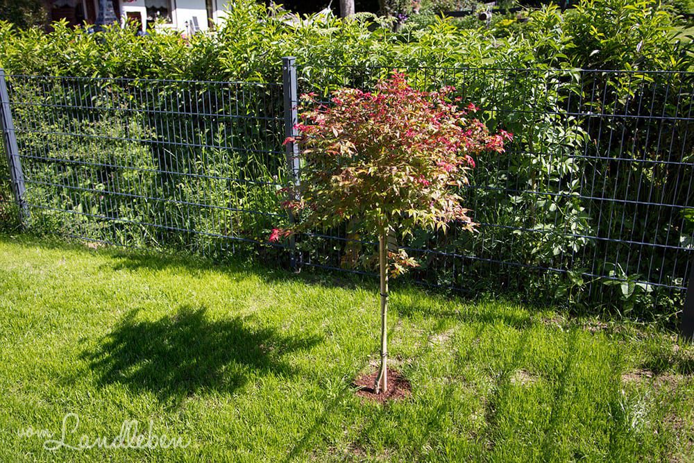 Gartenguckloch im Mai 2017 - Japanischer Ahorn