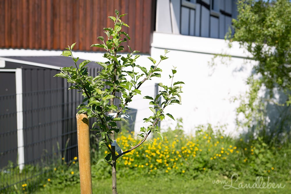 Gartenguckloch im Mai 2017 - Apfelbaum