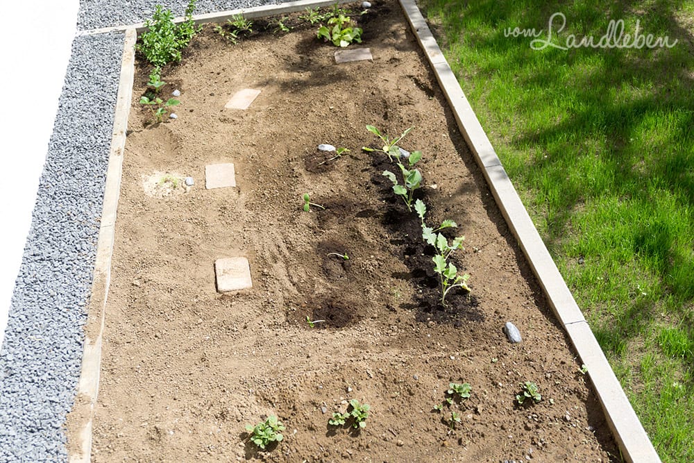 Gartenguckloch im Mai 2017 - Gemüsebeet