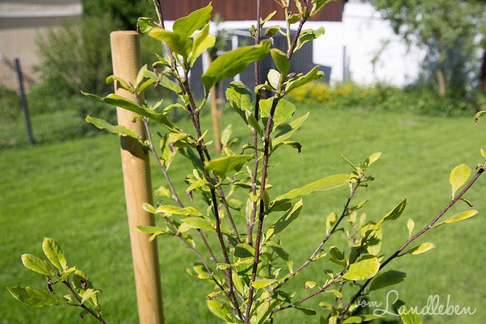 Gartenguckloch im Mai 2017 - Magnolie