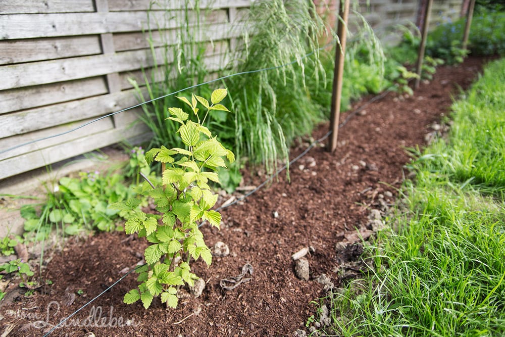 Gartenguckloch im Mai 2017 - Himbeeren