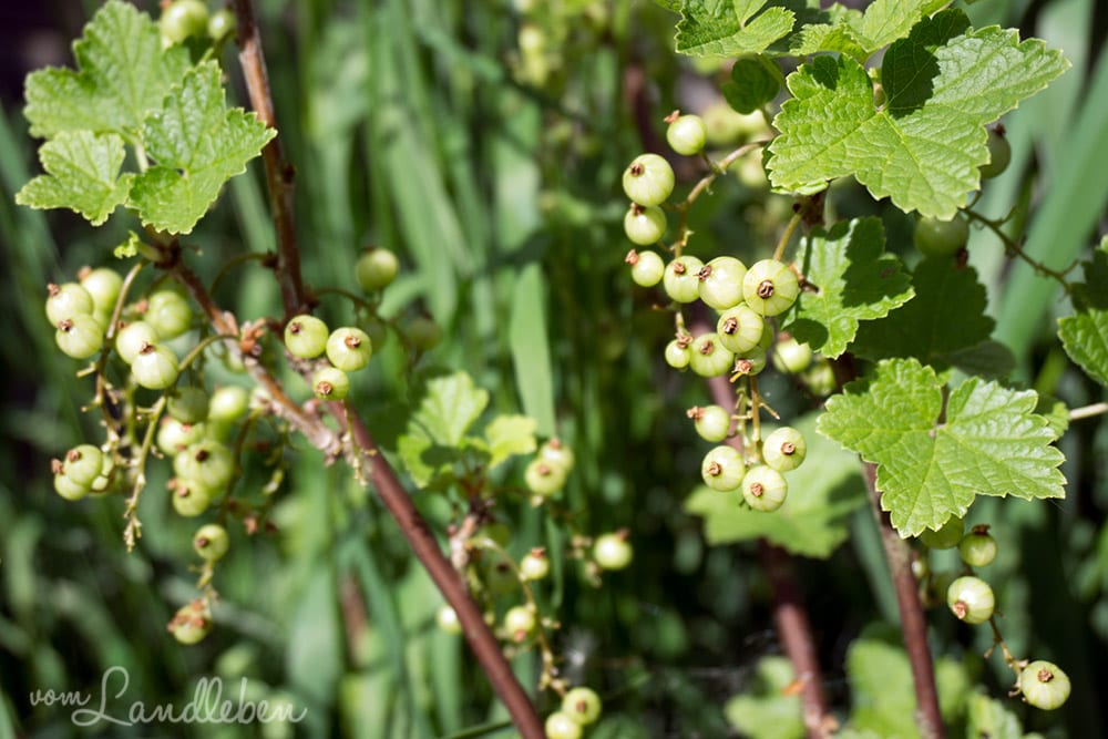 Gartenguckloch im Mai 2017 - Johannisbeeren