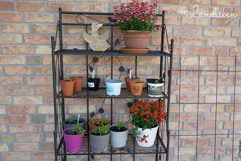 Gartenguckloch im Mai 2017 - Gemüse