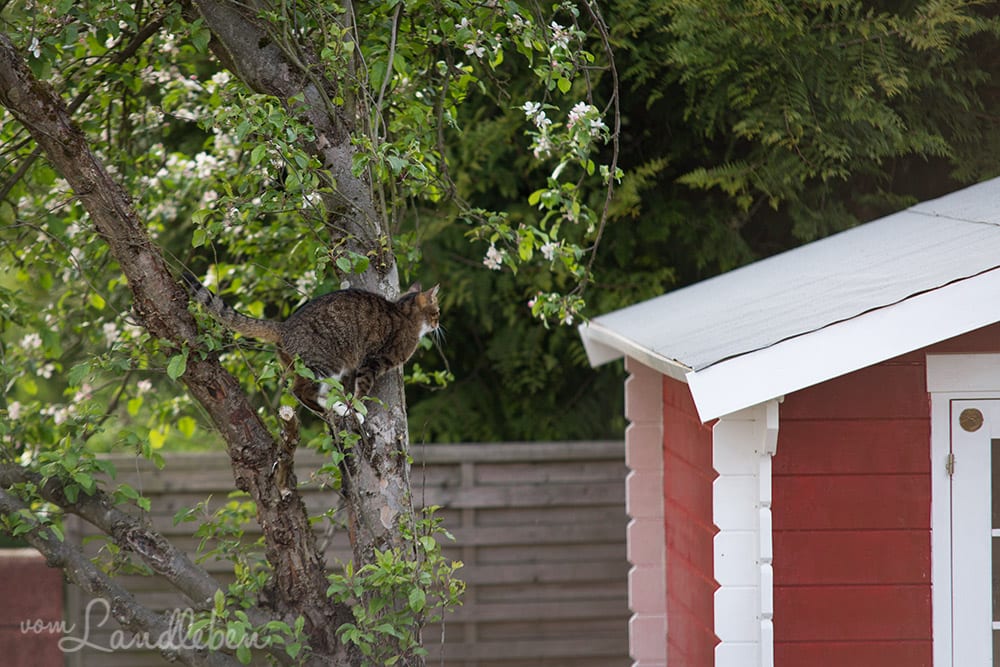 Juli klettert im Apfelbaum herum