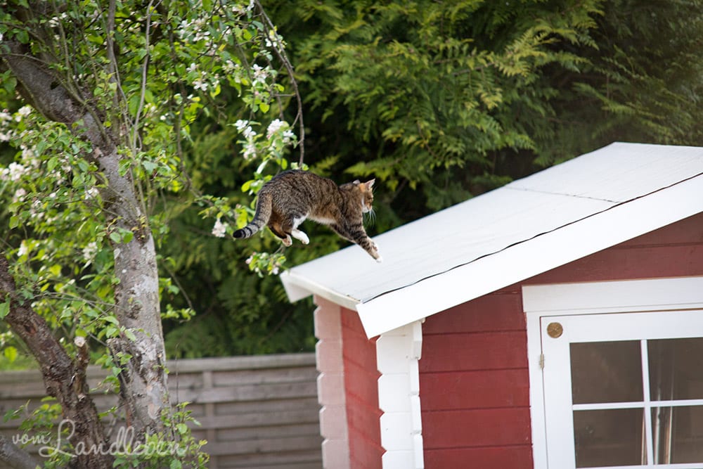 Juli springt auf das Gartenhäuschen