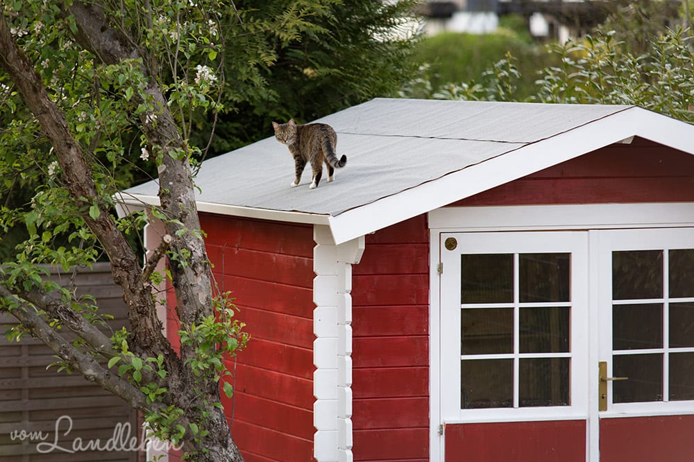 Juli auf dem Gartenhäuschen