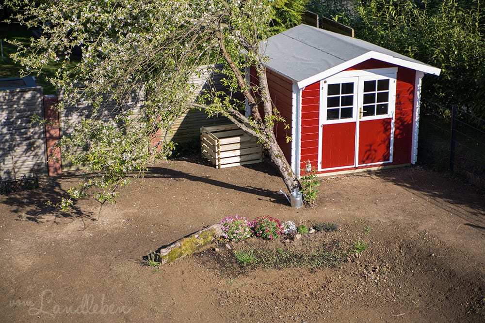 Der Rasen eine Woche nach dem Einsäen