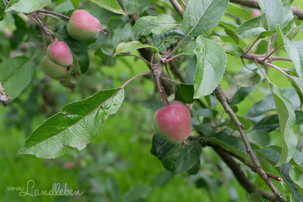 Unser Apfelbaum im Juni 2017