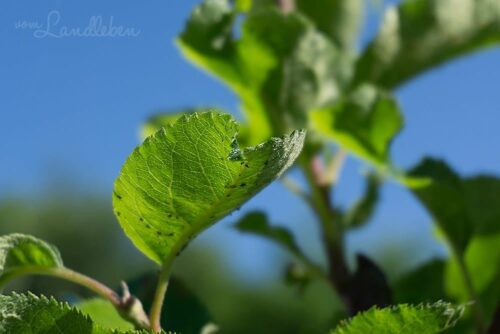 Rapsöl gegen Blattläuse - Tipp für den Naturgarten