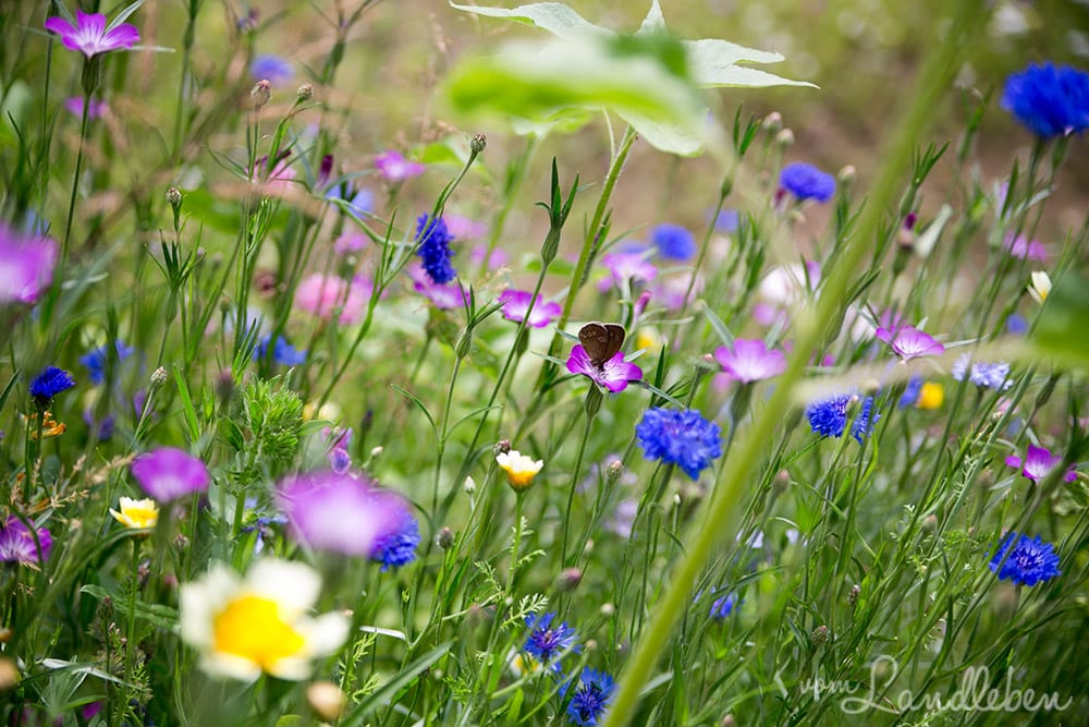 Blumenwiese mit Schmetterling
