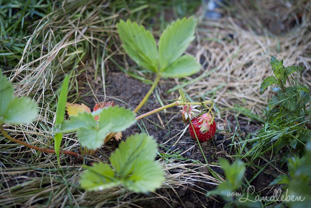Erdbeeren aus dem eigenen Garten